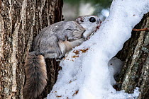 Siberian flying squirrel (Pteromys volans orii) consuming snow for moisture after extended period of foraging. Hokkaido, Japan. February.