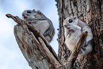 Two Siberian flying squirrel (Pteromys volans orii), just emerged from nest, taking moment prior to foraging. Hokkaido, Japan. February.