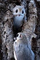 Siberian flying squirrel (Pteromys volans orii) inside nest has brought few sticks of Japanese elm (Ulmus davidiana var. japonica) back at end of foraging to enjoy before going inside. Sensing opportu...