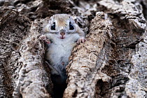 Male Siberian flying squirrel (Pteromys volans orii) sitting at entrance to nest. Hokkaido, Japan. February.