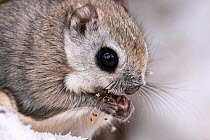 Close-up view of Siberian flying squirrel (Pteromys volans orii) finishing eating meal of male catkins from Erman's birch tree (Betula ermanii). Hokkaido, Japan. February.