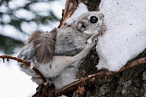 Siberian flying squirrel (Pteromys volans orii) consuming snow for moisture. Behavior taking place most often after foraging. Hokkaido, Japan. February.