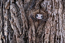 Siberian flying squirrel (Pteromys volans orii) peeking out of entrance of its nest prior to emerging to forage, surveying its surrounding. Hokkaido, Japan. February.