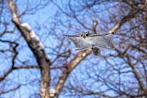 Siberian flying squirrel (Pteromys volans orii) gliding through forest in early morning. Hokkaido, Japan. February.