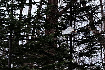 Siberian flying squirrel (Pteromys volans orii)l gliding through forest. Hokkaido, Japan. February.