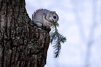 Female Siberian flying squirrel (Pteromys volans orii) feasting on branch cut from nearby Sakhalin fir tree (Abies sachalinensis). Hokkaido, Japan. February.