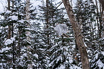 Siberian flying squirrel (Pteromys volans orii) gliding back to its nest after foraging at the top of 20m tall Japanese elm trees (Ulmus davidiana var. japonica), carrying branch with fresh elm buds b...