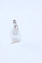 Mountain hare (Lepus timidus) with fur encrusted in snow, Cairngorms National Park, Scotland, UK. January.