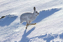 Mountain hare (Lepus timidus) running over snow on hillside, Monadhliath Mountains, HIghlands, Scotland, UK. February.