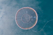 Aerial view of a salmon farm pen in Loch Na Keal, Isle of Mull, Scotland, UK. July, 2019.