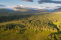 Aerial view over Abernethy forest and mountains at dawn, Cairngorms National Park, Scotland, UK. April, 2020.