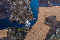 Aerial view of a stone dam holding back water and surrounding peatland, part of peatland restoration works, Mar Lodge Estate National Nature Reserve, Cairngorms National Park, Scotland, UK. November,...