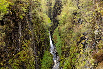 Abhainn Droma River running through narrow Corrieshalloch Gorge, the steep gorge walls covered in lush vegetation, Corrieshalloch Gorge Nature Reserve, Scotland, UK. May, 2021.
