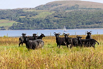 Herd of Hebridean sheep conservation grazing on grassland, Carry Farm, Argyll, Scotland, UK. August.