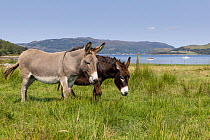 Two donkeys grazing on grassland to help with conservation, Carry Farm, Argyll, Scotland, UK. August.
