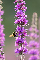 Bumblebee (Bombus sp.) on a Purple loosetrife (Lythrum salicaria) flower, Scotland, UK. August.