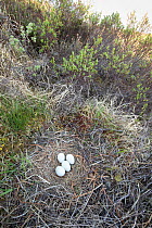 Eggs in nest of Hen harrier (Circus cyaneus) Wildland Ltd, Gaick, Cairngorms National Park, Scotland, UK. June.
