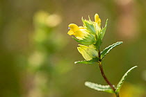 Close up of Yellow rattle (Rhinanthus minor) flower in meadow, Scotland, UK. July.