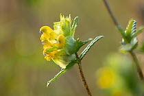 Close up of Yellow rattle (Rhinanthus minor) flower in meadow, Scotland, UK. July.