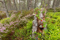 Crowberry (Empetrum nigrum) growing over decaying pine stump surrounded by abundant Heather (Calluna vulgaris) in forest, Abernthy Forest, Cairngorms National Park, Scotland, UK. August.