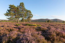 Small stand of mature Scots pine (Pinus sylvestris) trees on open heather moorland, Kinveachy, Cairngorms National Park, Scotland, UK. August.