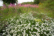 Yarrow (Achillea millefolium) and Rosebay willowherb (Chamaenerion angustifolium) growing in wildflower garden providing nectar source for insects, Scotland, UK. August.