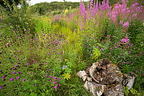 Rotten log and wildflowers, Purple loosestrife (Lythrum salicari), Knapweed (Centaurea nigra) and Rosebay willowherb (Chamaenerion angustifolium) growing around garden pond, Ballinlaggan, Scotland, UK...