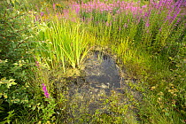 Purple loosestrife (Lythrum salicari), Knapweed (Centaurea nigra) and Rosebay willowherb (Chamaenerion angustifolium) growing around garden pond, Ballinlaggan, Scotland, UK. August.