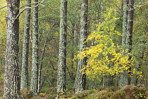 Aspen (Alnus sp.) and Scots pines (Pinus sylvestris) woodland in autumn, Abernethy Forest, Cairngorms National Park, Scotland, UK. October.