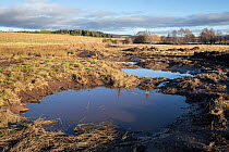 Wader scrapes, shallow pools, created in wetland habitat, on Northwoods Rewilding Network land partner, Ballinlaggan, Cairngorms National Park, Scotland, UK. December, 2020.