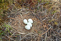 Eggs in nest of Hen harrier (Circus cyaneus), Wildland Ltd, Gaick, Cairngorms National Park, Scotland, UK. June.