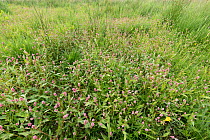 Common bistort (Persicaria bistorta) growing in damp meadow, Scotland, UK. July.