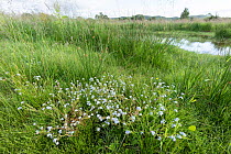 Water forget-me-not (Myosotis scorpioides) flowering on riverbank in wetland habitat, Ballinlaggan, Scotland, UK. July.
