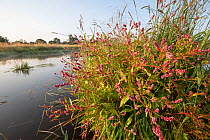 Common bistort (Persicaria bistorta) growing on riverbank in wetland habitat, Ballinlaggan, Scotland, UK. August.