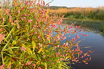 Common bistort (Persicaria bistorta) growing on riverbank in wetland habitat, Ballinlaggan, Scotland, UK. August.
