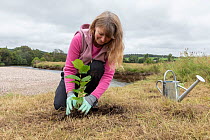 Woman planting an Alder (Alnus sp.) tree on river bank, River Dulnain, Cairngorms National Park, Scotland, UK. August. Model relseased.