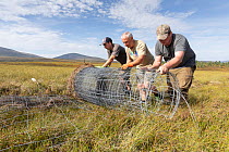 Workers removing an old deer fence on upland estate ((Wildland Ltd) to allow for the natural movements of wildlife, Cairngorms National Park, Scotland, UK. September.