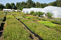 Rows of saplings at tree nursery, part of the Trees for Life rewilding charity, at Dundreggan, Invermoriston, Scotland, UK. July.