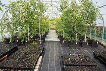 Specially grafted Aspen (Populus tremula)  trees that are artifically stressed to encourage the production of catkins and seeds that can be used to propagate aspen saplings, Dundreggan Tree Nursery, S...