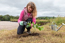 Woman planting an Alder (Alnus sp.) tree on river bank, River Dulnain, Cairngorms National Park, Scotland, UK. August. Model released.