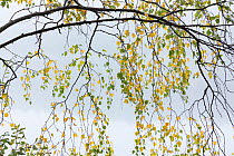 Silver birch (Betula pendula) golden leaves in autumn leaves, Scotland, UK. October.