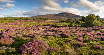 Flowering heather moorland with scattered Pine (Pinus sylvestris) and Birch (Betula sp.) trees, Tulloch Moor, Cairngorms National Park, Scotland, UK. August.