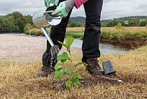 Woman watering a newly planted Alder (Alnus sp.) tree on river bank, River Dulnain, Cairngorms National Park, Scotland, UK. August. Model released.