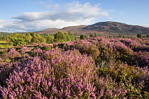 Flowering heather moor and scattered Pine (Pinus sylvestris) and Silver birch (Betula pendula) trees, Tulloch Moor, Cairngorms National Park, Scotland, UK. August.