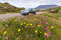 Wildflowers growing on roadside verge near Ullapool, Scotland, UK. July.