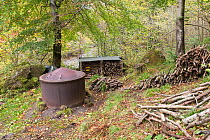 Charcoal kiln surrounded by piles of wood in woodland, Killicrankie, Perthshire, Scotland, UK. October.