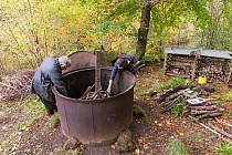 National Trust staff and volunteer loading charcoal kiln with beech wood in preparation for burning, Killiecrankie, Perthshire, Scotland, UK. October.