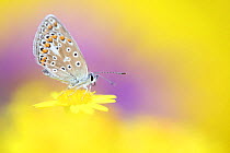 Common blue butterfly (Polyommatus icarus) resting on a flower, close up, Scotland, UK. July.