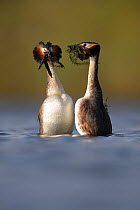 Pair of Great crested grebe (Podiceps cristatus) performing 'weed dance' courtship display, Scotland, UK. April.