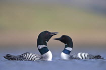 Pair of Great northern divers (Gavia immer) on the water, one calling, Iceland. May.